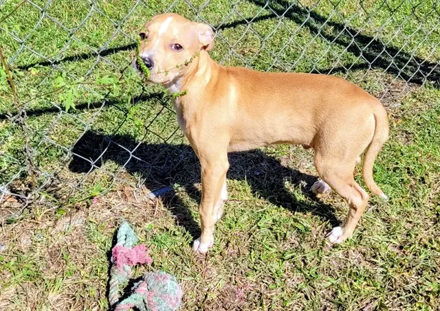 Mozart