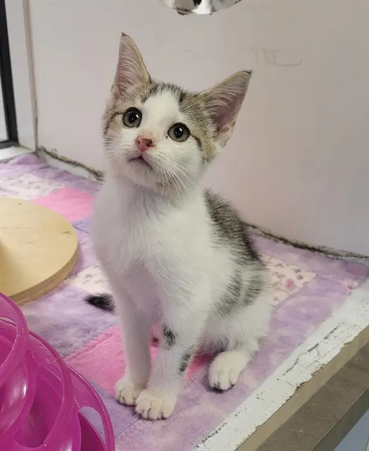 Kit Kat