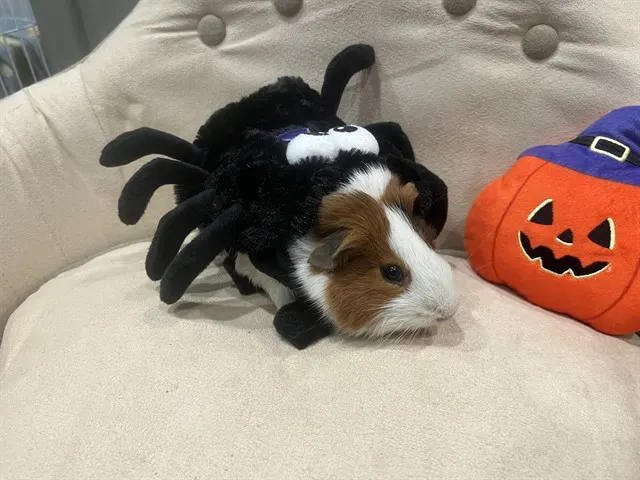 Treat