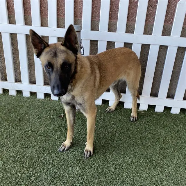 Adoptable Dog