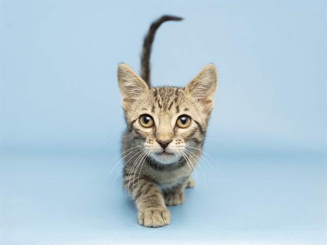 Tim