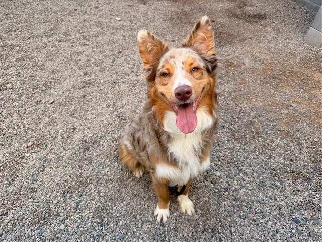 Cooper