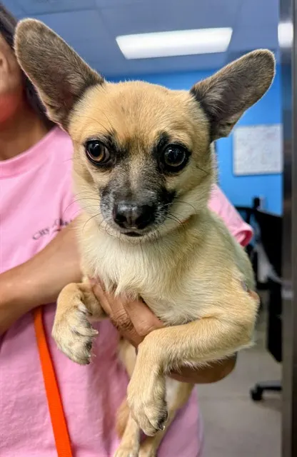 Adoptable Dog