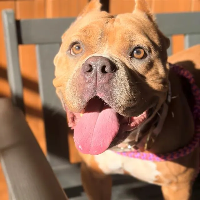 Bella