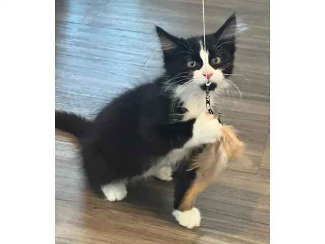Albert