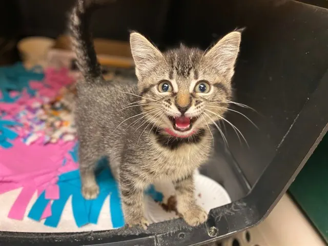 Gemma