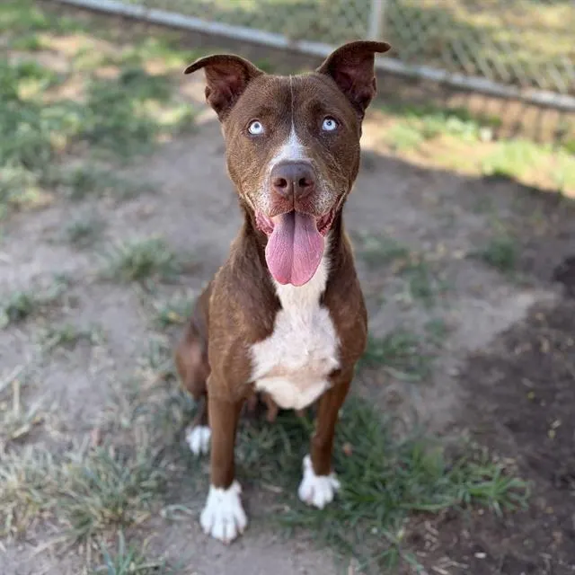 Bella