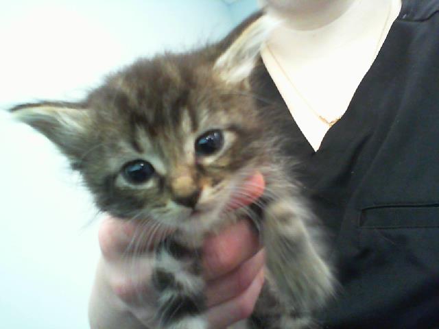 Kitkat