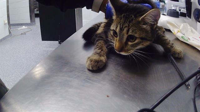 Adoptable Cat
