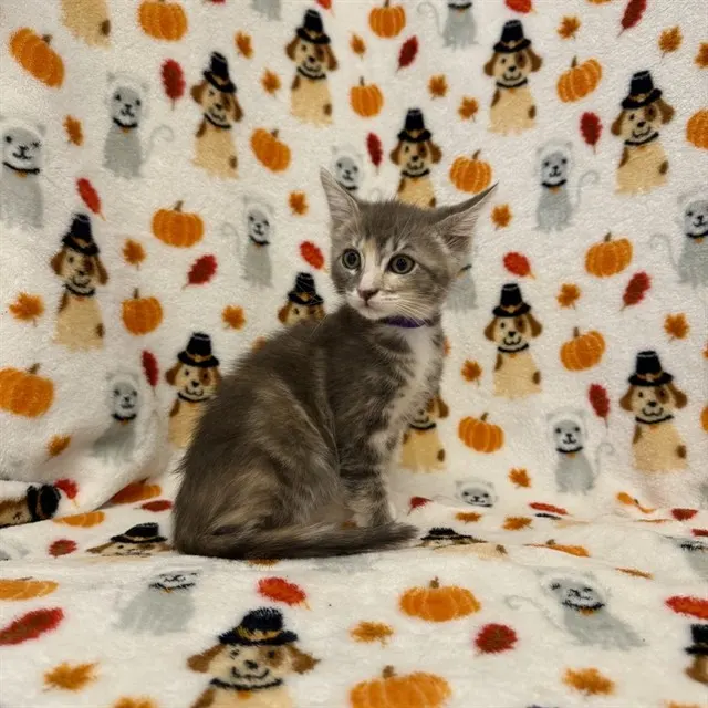 Samantha