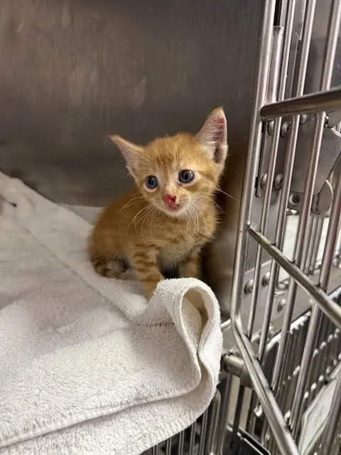 Orange Juice