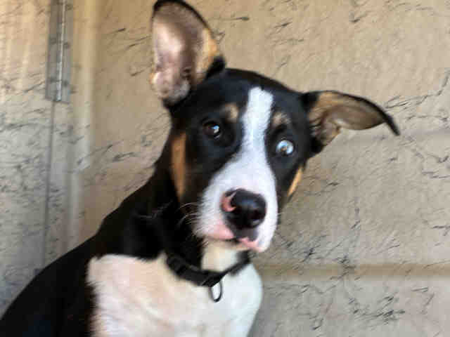 Adoptable Dog