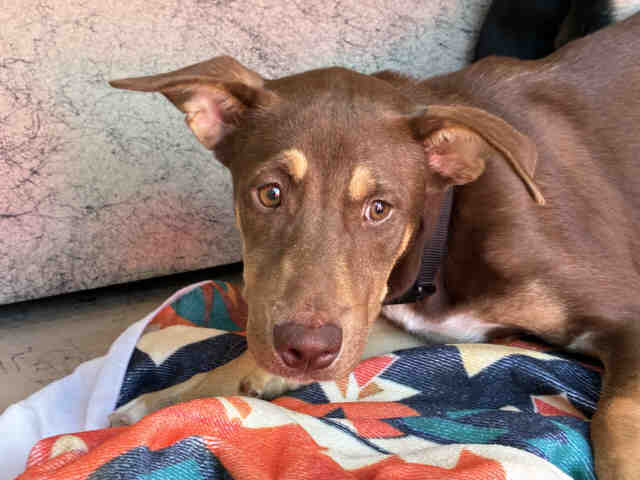 Adoptable Dog