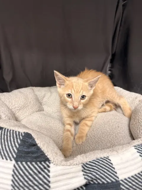 Vlad