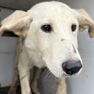 Adoptable Dog