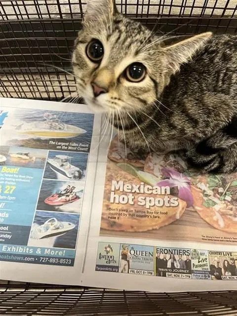 Adoptable Cat