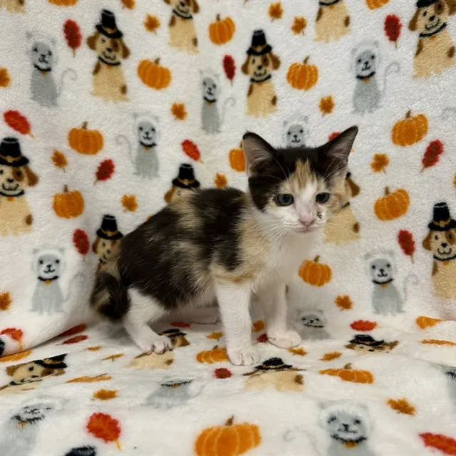 Sheera