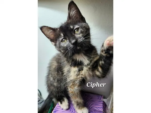 Cipher