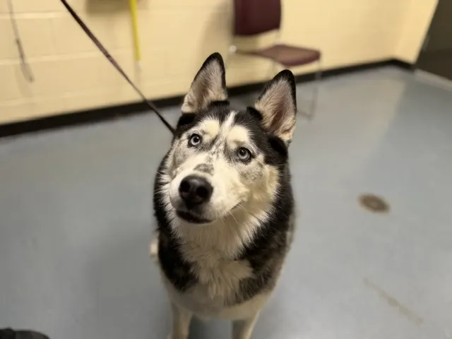 Bella