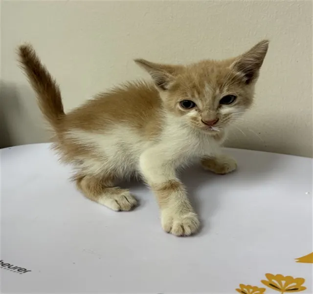 Caramel
