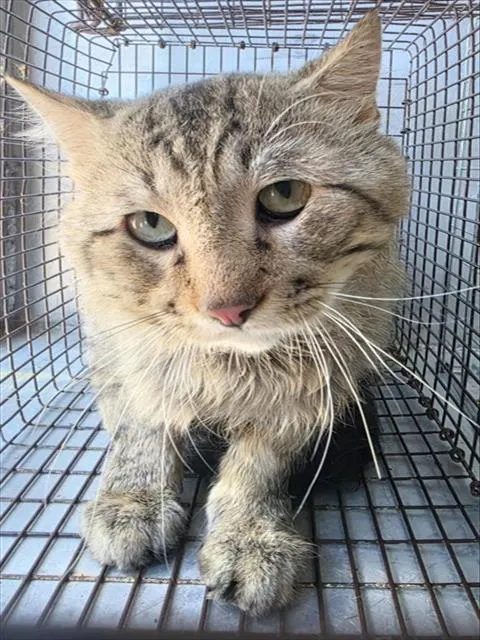 Adoptable Cat