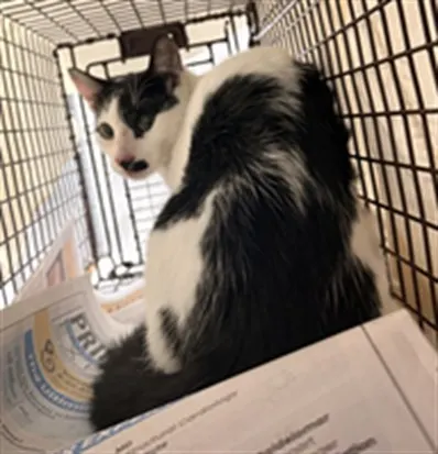 Adoptable Cat