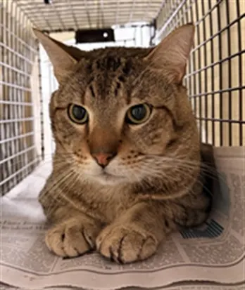Adoptable Cat