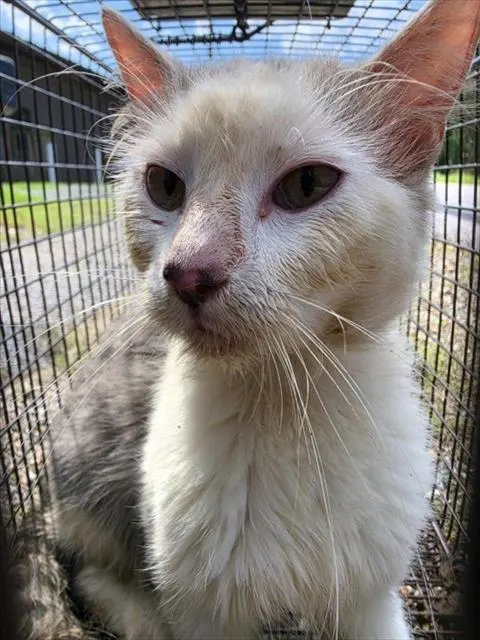 Adoptable Cat