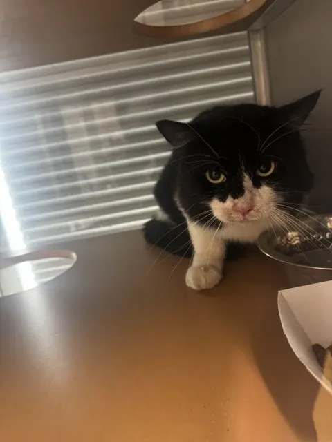 Adoptable Cat