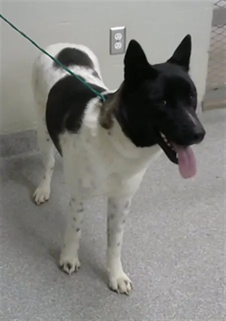 Adoptable Dog