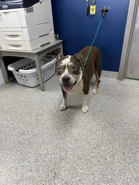 Adoptable Dog