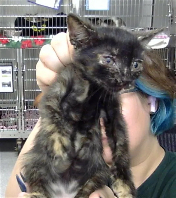 Adoptable Cat