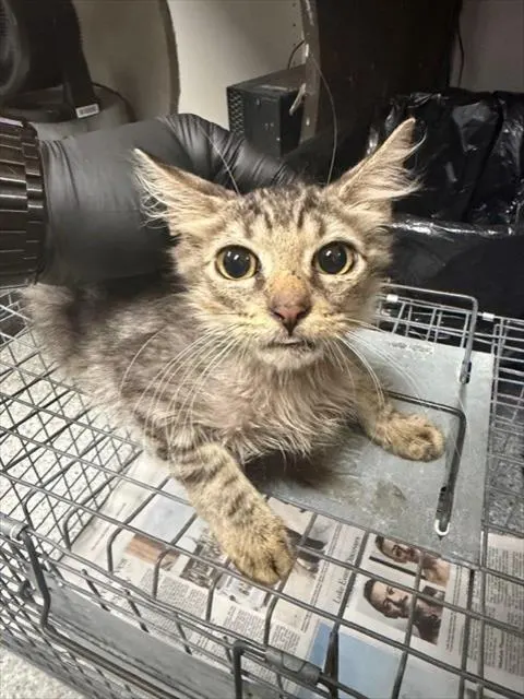 Adoptable Cat