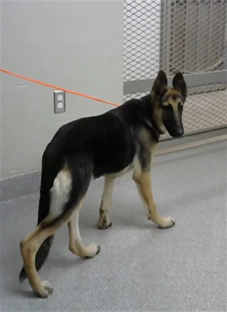 Adoptable Dog