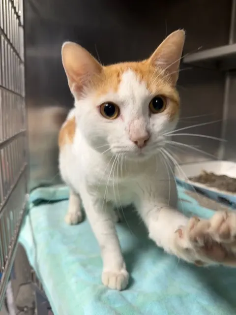 Adoptable Cat