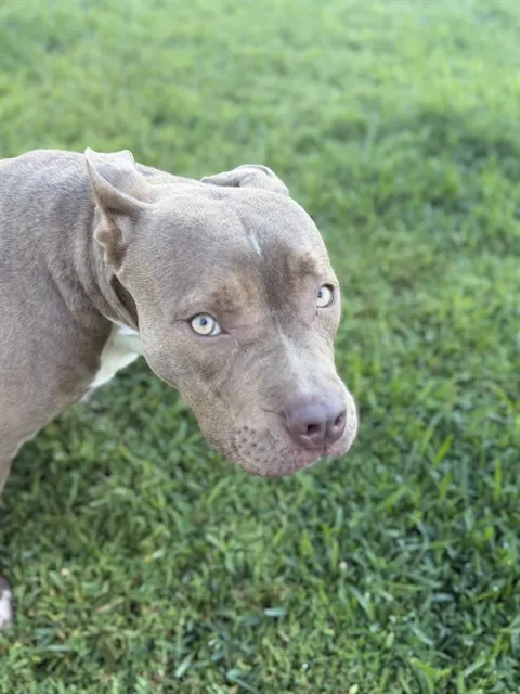 Adoptable Dog