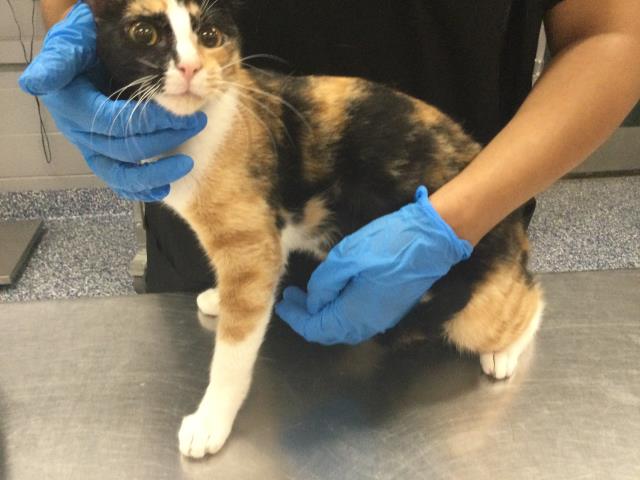 Adoptable Cat