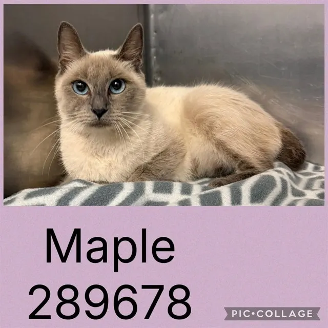 Maple