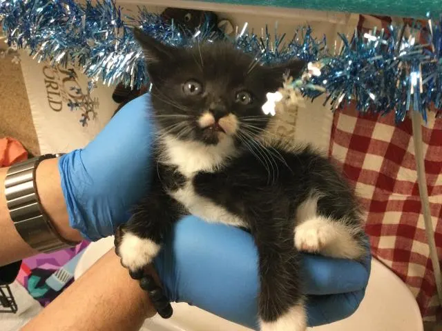Figaro