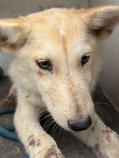 Adoptable Dog