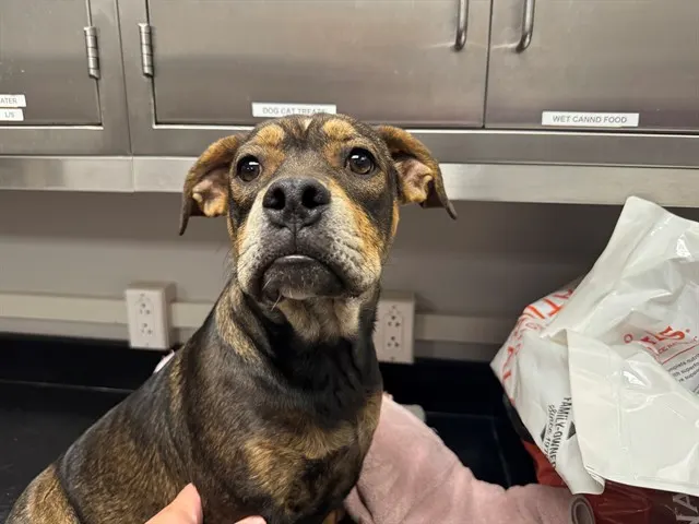 Adoptable Dog