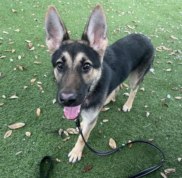 Adoptable Dog