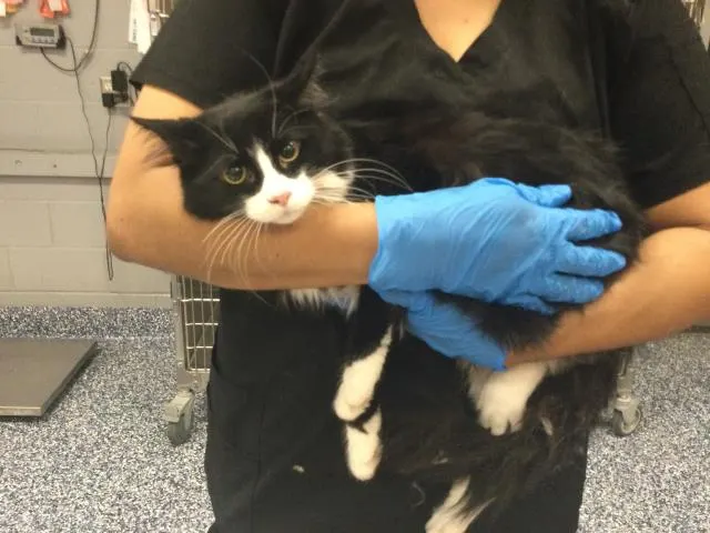Adoptable Cat