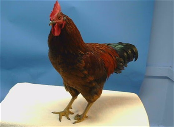 Adoptable Bird