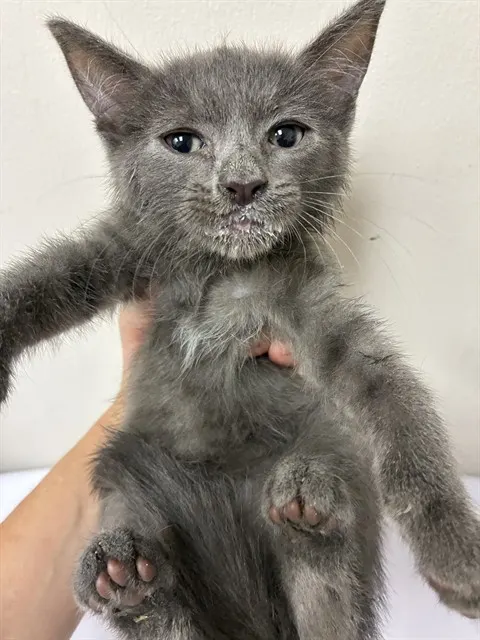 Adoptable Cat