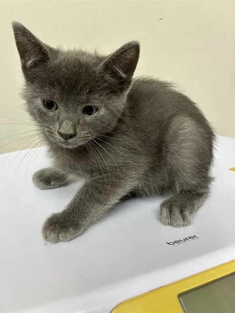 Adoptable Cat