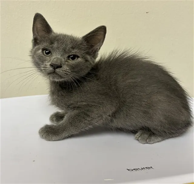 Adoptable Cat