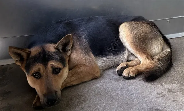 Urgent Boone