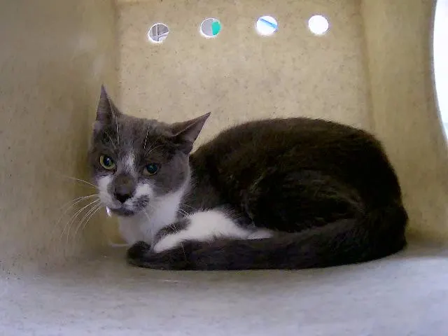 Adoptable Cat