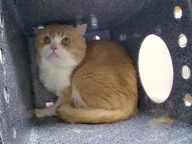 Adoptable Cat